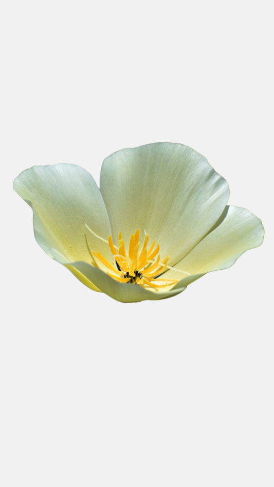 Yellow Poppy Sticker